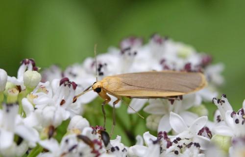 Eilema depressa